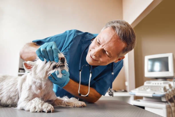Best Broken or Cracked Tooth Emergency Dentist in Emory, VA